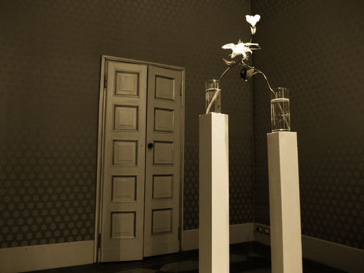 Allestimento Mostra 13-ACACIA 05